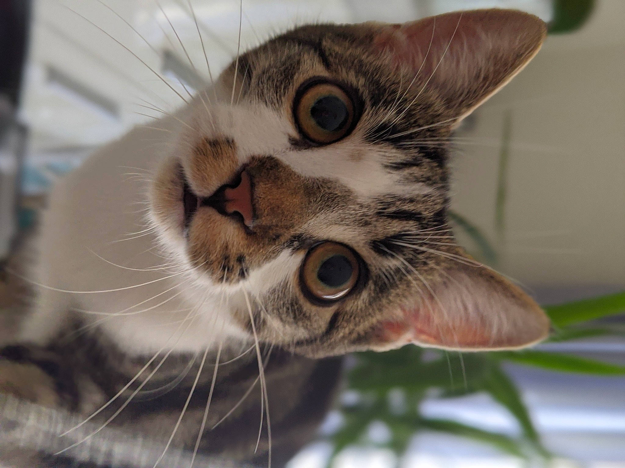 Jupiter a rejoint le concours — aidez-le/la à gagner de superbes lots ! carnivore, cat, close_up, domestic_short_haired_cat, ear, eye, felidae, fur, grass, iris, paw, plant, small_to_medium_sized_cats, snout, terrestrial_animal, tree, twig, whiskers, wildlife, window