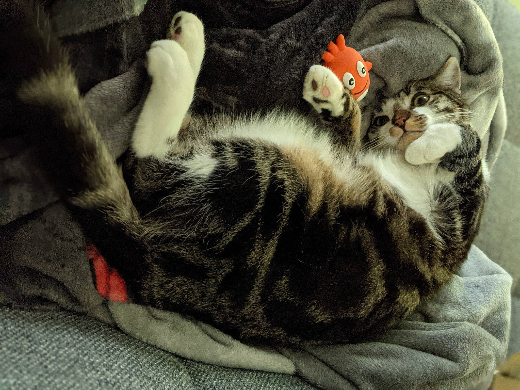 Jupiter a rejoint le concours — aidez-le/la à gagner de superbes lots ! carnivore, cat, claw, comfort, domestic_short_haired_cat, felidae, fur, grey, linens, nap, paw, sleep, small_to_medium_sized_cats, tail, whiskers