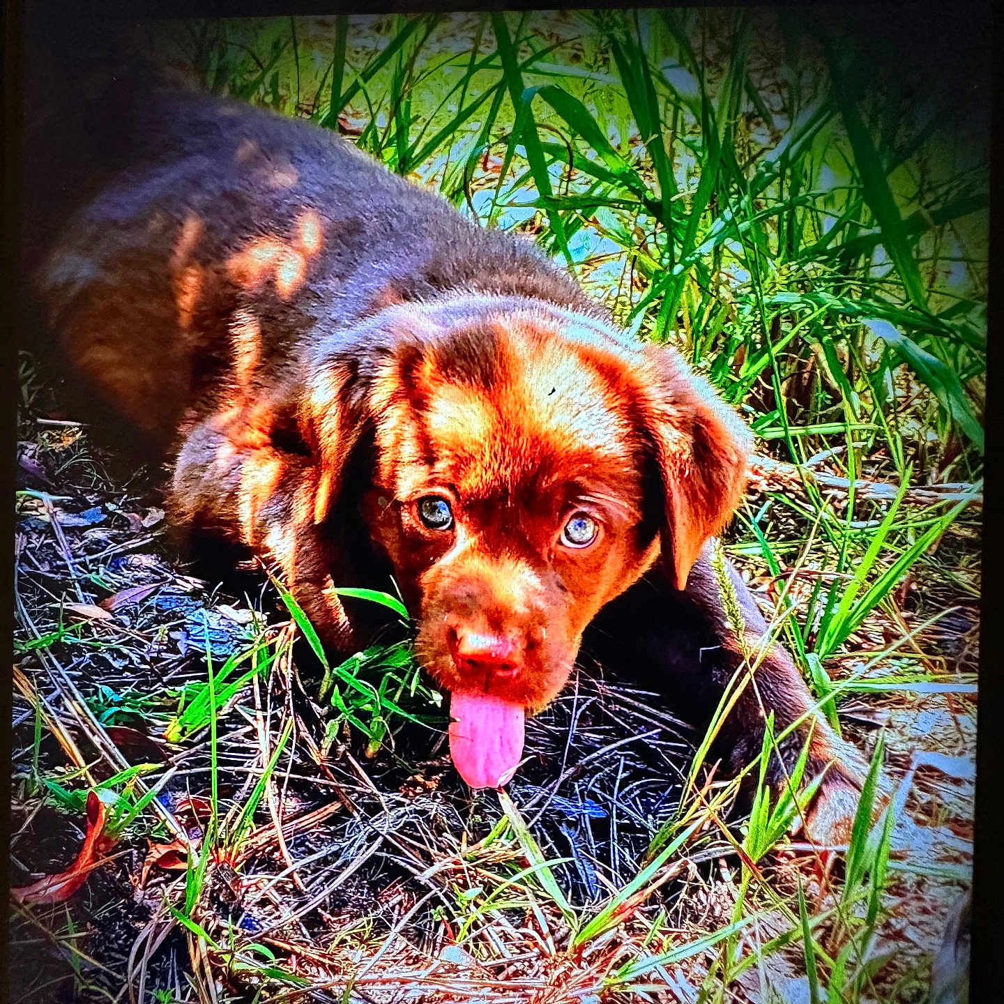 Marley