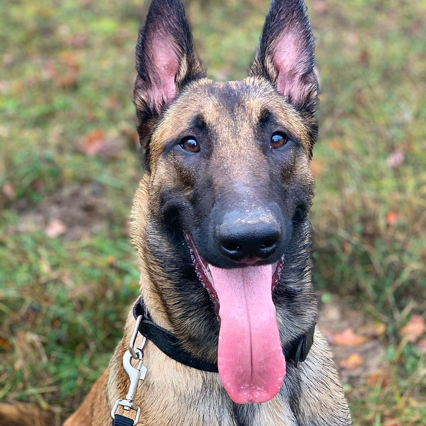 Raven participe au concours pour gagner de l'argent avec cette photo : belgian_shepherd_malinois, biting, carnivore, collar, dog, dog_breed, dog_collar, east_european_shepherd, fawn, german_shepherd_dog, grass, herding_dog, king_shepherd, old_german_shepherd_dog, pet_supply, plant, snout, terrestrial_animal, working_animal, working_dog