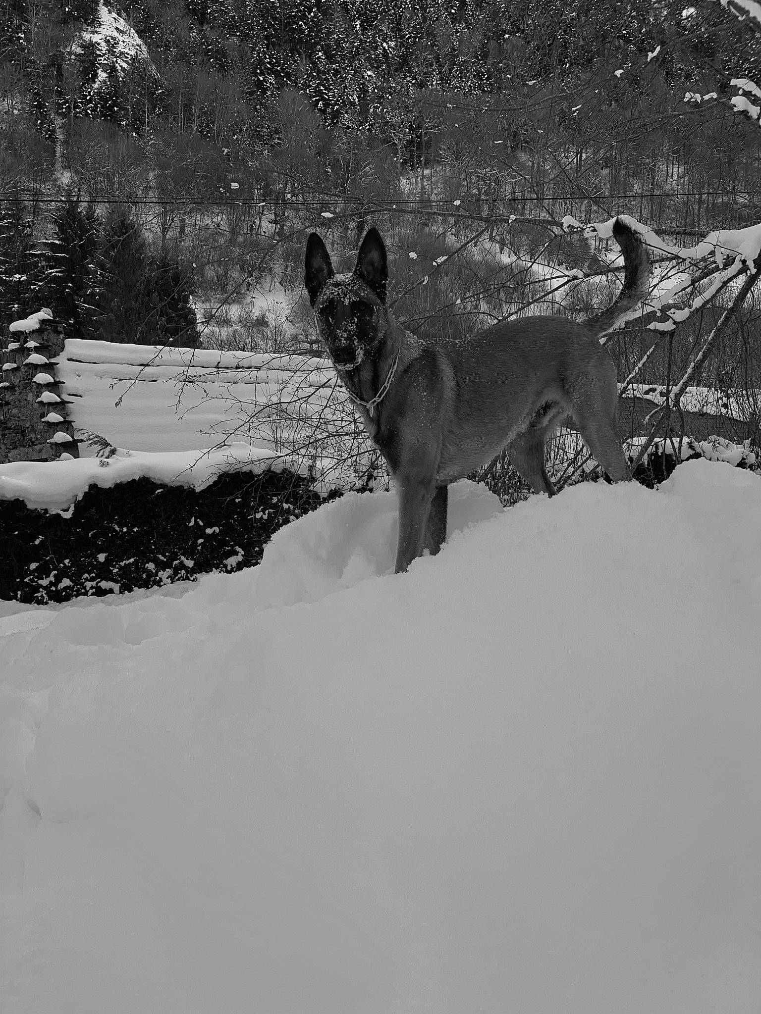 Raven participe au concours pour gagner de l'argent avec cette photo : big_cats, canidae, carnivore, dog_breed, fawn, felidae, fox, freezing, landscape, lynx, monochrome, monochrome_photography, slope, small_to_medium_sized_cats, snow, sporting_group, tail, terrestrial_animal, whiskers, winter