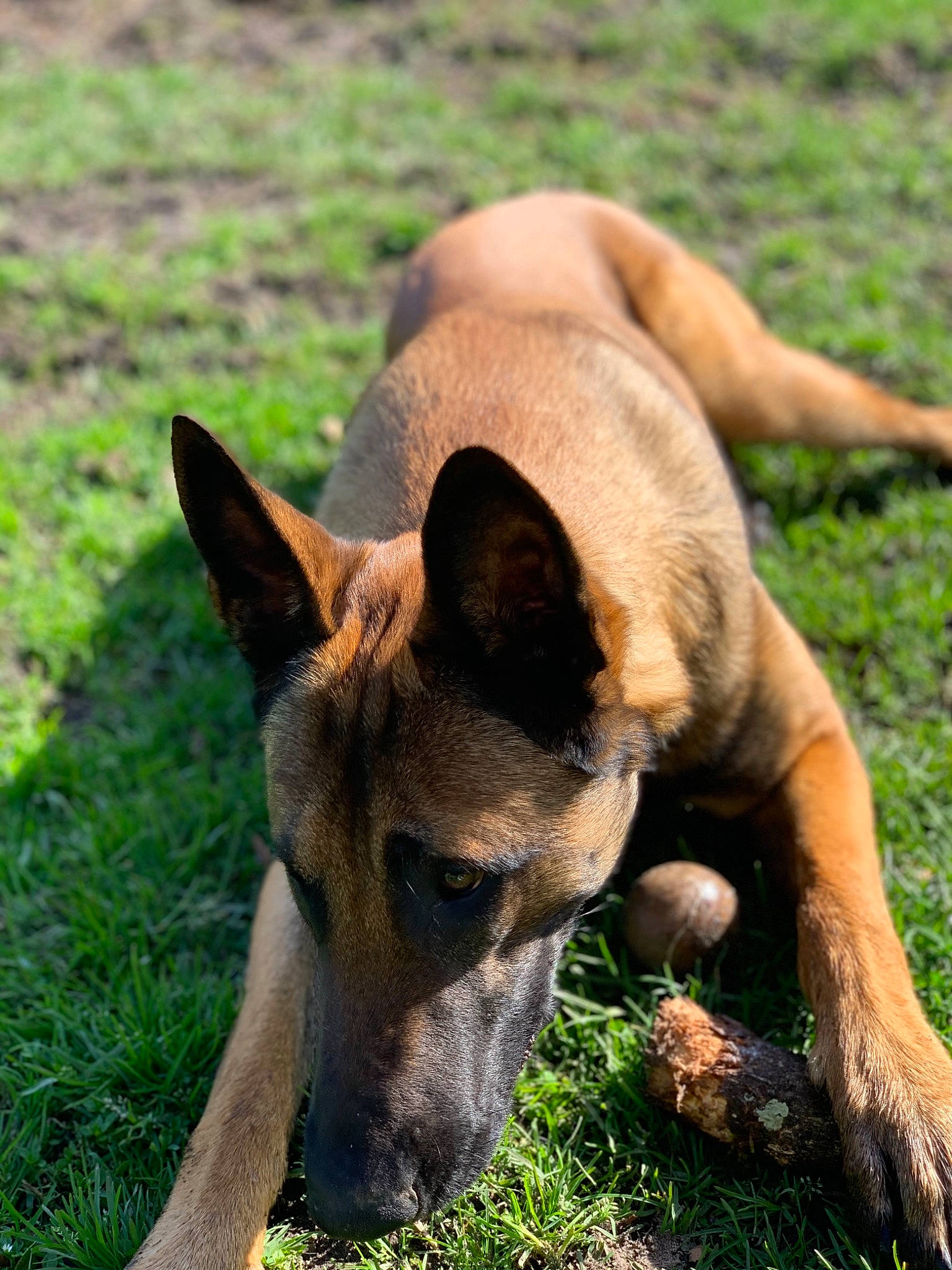 Raven participe au concours pour gagner de l'argent avec cette photo : ancient_dog_breeds, canidae, carnivore, companion_dog, dog, dog_breed, fawn, grass, herding_dog, plant, snout, sporting_group, terrestrial_animal, whiskers, wildlife, working_animal, working_dog