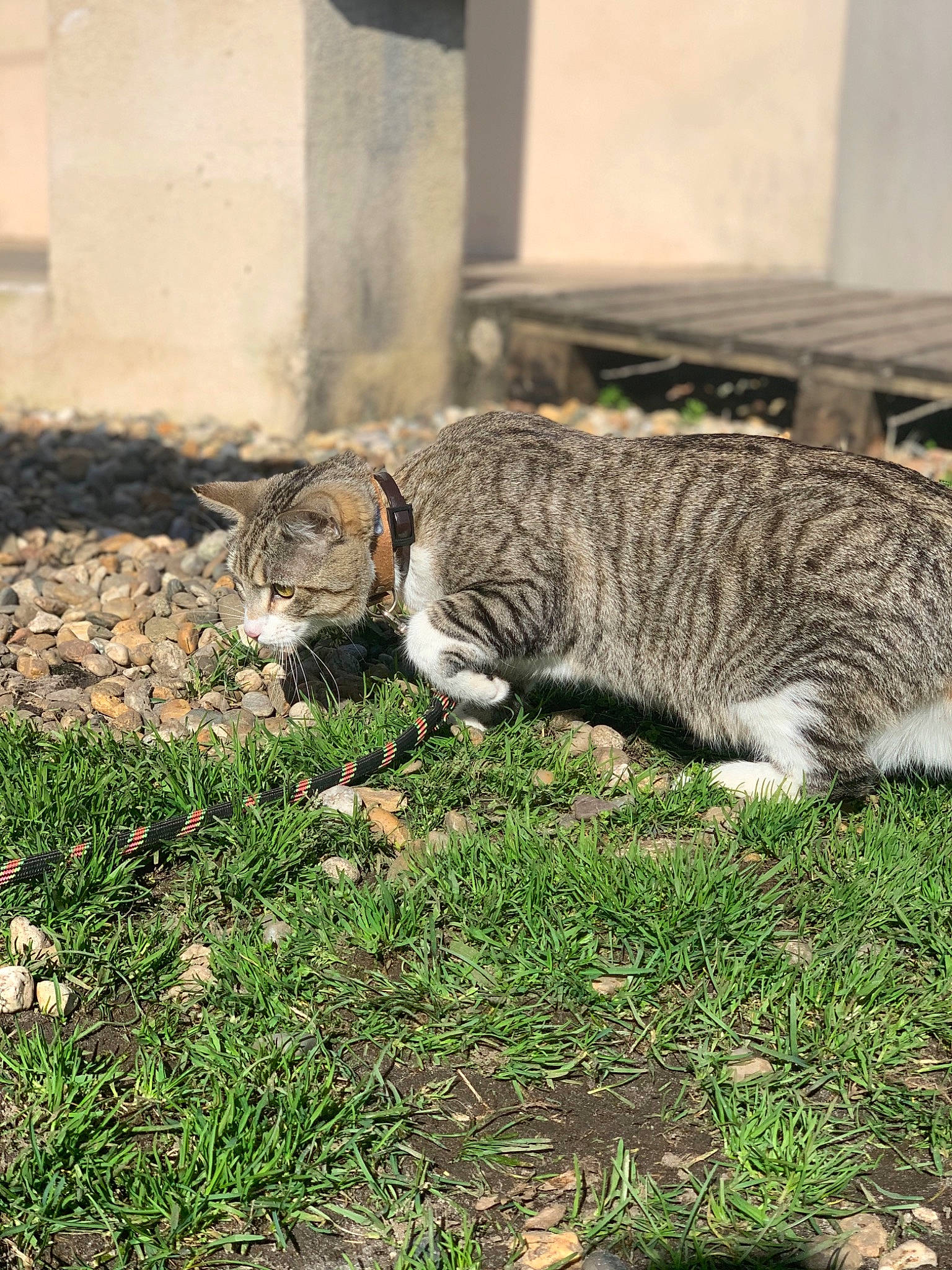 R Deux D Deux a rejoint le concours — aidez-le/la à gagner de superbes lots ! carnivore, cat, claw, domestic_short_haired_cat, felidae, fur, grass, grey, groundcover, plant, sand, small_to_medium_sized_cats, snout, soil, tail, terrestrial_animal, tree, whiskers, wildlife, wood