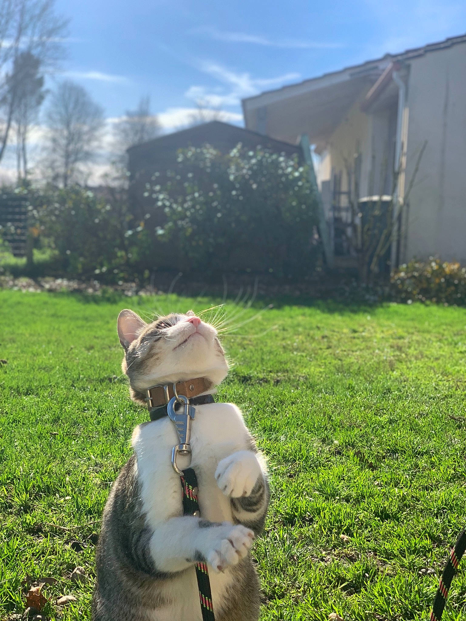 R Deux D Deux participe au concours pour gagner de l'argent avec cette photo : building, cloud, companion_dog, fawn, grass, grassland, green, happy, hat, landscape, lawn, lawn_ornament, meadow, people_in_nature, plant, shrub, sky, sunlight, toy, tree