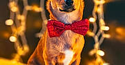 Romy participe au concours pour gagner de l'argent avec cette photo : adorable, animal, bokeh, bow_tie, brown, cute, decor, dog, festive, focus, front_paws, fur, holiday, indoors, lights, pet, portrait, sitting, string_lights, whiskers
