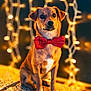 Romy participe au concours pour gagner de l'argent avec cette photo : adorable, animal, bokeh, bow_tie, brown, cute, decor, dog, festive, focus, front_paws, fur, holiday, indoors, lights, pet, portrait, sitting, string_lights, whiskers