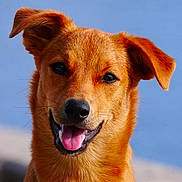 Romy participe au concours pour gagner de l'argent avec cette photo : dog, canine, smiling, tongue_out, collar, fur, ears, pet, animal, portrait, outdoor, happy, closeup, friendly, golden_brown, muzzle, background_blur, daylight, nature, cute
