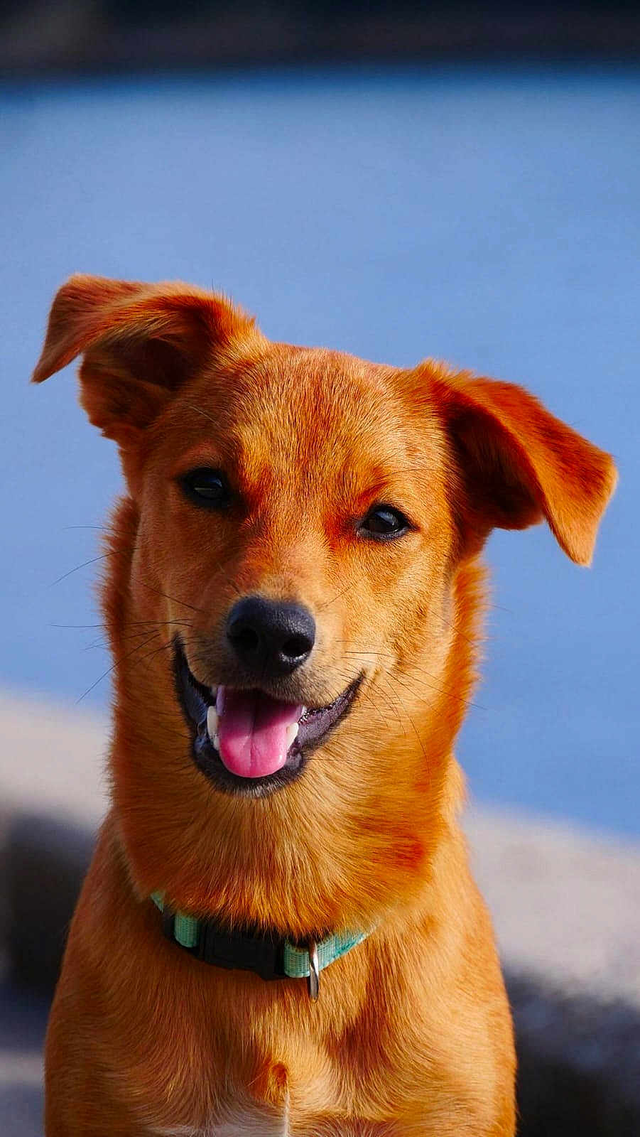 Romy participe au concours pour gagner de l'argent avec cette photo : dog, canine, smiling, tongue_out, collar, fur, ears, pet, animal, portrait, outdoor, happy, closeup, friendly, golden_brown, muzzle, background_blur, daylight, nature, cute