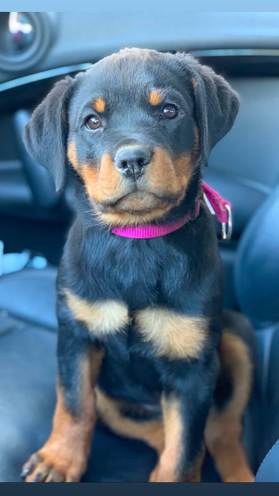 Lady participe au concours pour gagner de l'argent avec cette photo : austrian_black_and_tan_hound, black_and_tan_terrier, canidae, carlin_pinscher, carnivore, companion_dog, dog, dog_breed, fawn, huntaway, mammal, molosser, polish_hunting_dog, puppy, rare_breed_dog, rottweiler, snout, sporting_group, vertebrate, working_dog