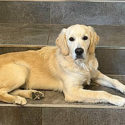 Buster participe au concours pour gagner de l'argent avec cette photo : dog, golden_retriever, pet, animal, lying_down, sitting, golden_fur, floppy_ears, black_nose, brown_eyes, paws, long_body, indoor, tiled_floor, tile_wall, home, portrait, relaxed, looking_at_camera, cute