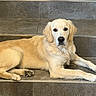 dog, golden_retriever, pet, animal, lying_down, sitting, golden_fur, floppy_ears, black_nose, brown_eyes, paws, long_body, indoor, tiled_floor, tile_wall, home, portrait, relaxed, looking_at_camera, cute