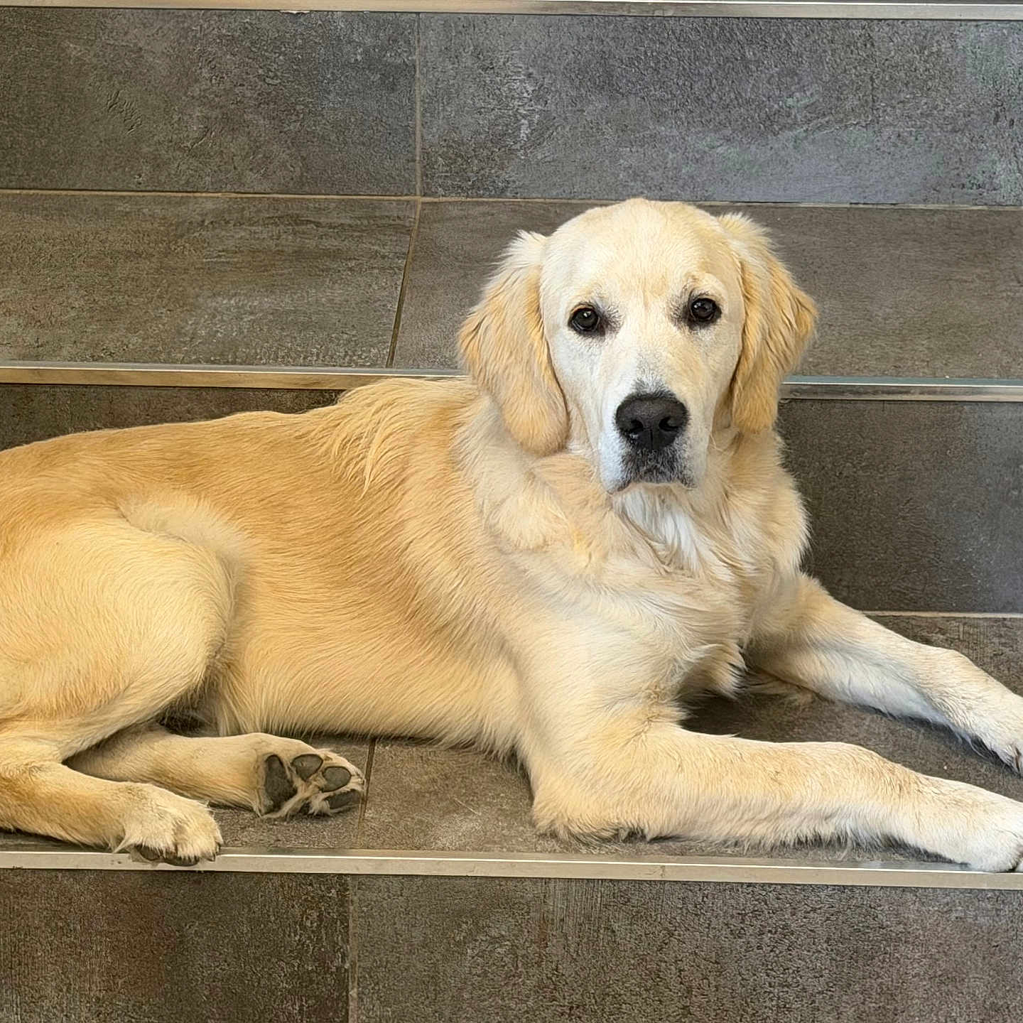 Buster participe au concours pour gagner de l'argent avec cette photo : dog, golden_retriever, pet, animal, lying_down, sitting, golden_fur, floppy_ears, black_nose, brown_eyes, paws, long_body, indoor, tiled_floor, tile_wall, home, portrait, relaxed, looking_at_camera, cute