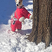Ally is registered to the contest to win money with this photo: dog, small_dog, canine, snow, tree, tree_trunk, bark, winter, red_jacket, pet_clothing, snowsuit, standing, paws, outdoors, sunlight, white_snow, cute, playful, backyard, portrait