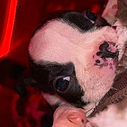 Stanley is registered to the contest to win money with this photo: dog, puppy, close_up, black_and_white, paw, nose, blanket, cozy, indoor, red_light, cute, animal, pet, snuggling, fur, young, soft, warm, sleepy, companion