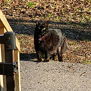 Anna joined the competition — help win amazing prizes! cat, black_cat, fluffy, furry, pet, animal, outdoor, sunlight, woodland, leaves, ground, driveway, gravel, wooden_gate, collar, bell, standing, looking_at_camera, greenery, nature