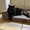 Anna is registered to the contest to win money with this photo: cat, black_cat, pet, feline, longhaired, fluffy, golden_eyes, collar, indoor, living_room, sofa, couch, lounging, lying_down, relaxed, portrait, animal, home, tile_floor, cozy