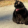 Anna is registered to the contest to win money with this photo: black_cat, cat, feline, long_hair, fur, golden_eyes, pink_collar, tag, sitting, outdoor, pavement, sidewalk, fallen_leaves, sunlight, shadow, nature, portrait, pet, whiskers, alert