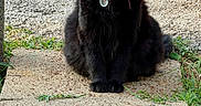Anna joined the competition — help win amazing prizes! cat, black_cat, fluffy, longhaired, pet, animal, sitting, outdoor, sidewalk, pavement, grass, garden, portrait, front_view, golden_eyes, whiskers, ears, collar, tag, daylight