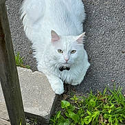 Olaf is registered to the contest to win money with this photo: cat, white_cat, fluffy, long_hair, pet, animal, portrait, outdoor, garden, plants, greenery, stone_step, pavement, wood, collar, bell, blue_eyes, looking_at_camera, sitting, fur