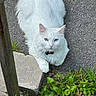 cat, white_cat, fluffy, long_hair, pet, animal, portrait, outdoor, garden, plants, greenery, stone_step, pavement, wood, collar, bell, blue_eyes, looking_at_camera, sitting, fur