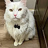Olaf is registered to the contest to win money with this photo: cat, white_cat, fluffy, longhaired, pet, animal, golden_eyes, pink_nose, whiskers, ears, sitting, collar, identification_tag, indoor, hallway, wood_floor, portrait, close_up, domestic_animal, cute
