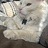 Olaf joined the competition — help win amazing prizes! cat, white_cat, fluffy, longhaired, pet, animal, feline, whiskers, green_eyes, pink_nose, collar, tag, sitting, lounging, sofa, couch, indoor, portrait, fur, relaxed