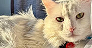 Olaf joined the competition — help win amazing prizes! cat, white_cat, fluffy, longhaired, feline, pet, animal, indoors, bed, blanket, bedding, cozy, portrait, closeup, green_eyes, pink_nose, pointed_ears, tail, collar, pet_tag