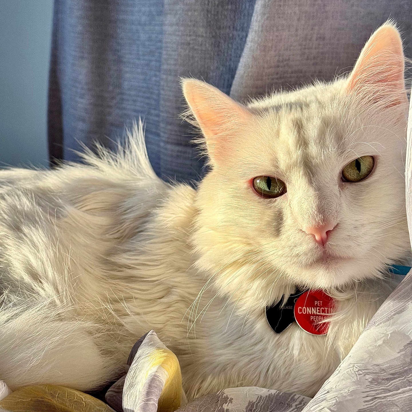 Olaf joined the competition — help win amazing prizes! cat, white_cat, fluffy, longhaired, feline, pet, animal, indoors, bed, blanket, bedding, cozy, portrait, closeup, green_eyes, pink_nose, pointed_ears, tail, collar, pet_tag