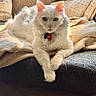 cat, white_cat, fluffy, longhaired, pet, animal, feline, indoors, couch, sofa, blanket, cushion, cozy, lounging, lying_down, front_paw, green_eyes, pink_nose, collar, pet_tag
