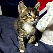 Simon is registered to the contest to win money with this photo: kitten, cat, tabby, animal, pet, sitting, indoors, blanket, bed, wide_eyes, ears, whiskers, fur, striped_fur, white_chest, paws, hand, textile, star_pattern, portrait