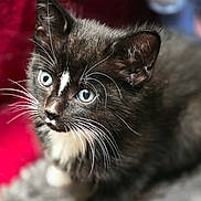 Tuks joined the competition — help win amazing prizes! kitten, cat, black_and_white, blue_eyes, whiskers, furry, animal, pet, sitting, indoors, blanket, cushion, red, gray, close_up, portrait, adorable, alert, soft_focus, tuxedo_cat