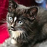kitten, cat, black_and_white, blue_eyes, whiskers, furry, animal, pet, sitting, indoors, blanket, cushion, red, gray, close_up, portrait, adorable, alert, soft_focus, tuxedo_cat