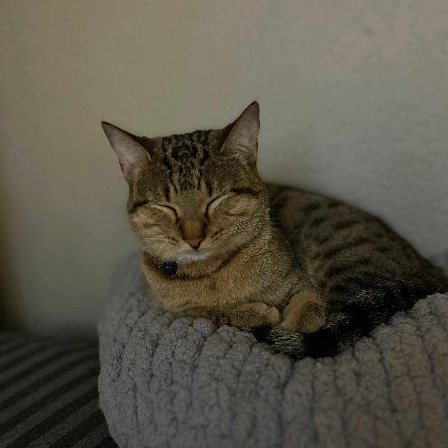 Tsuki