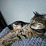 Tsuki is registered to the contest to win money with this photo: cat, kitten, tabby, orange_cat, sleeping, cuddling, pet, animals, feline, cozy, blanket, indoors, closeup, portrait, relaxed, peaceful, adorable, collar, home, nap