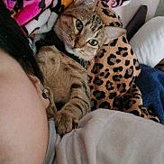 Tsuki joined the competition — help win amazing prizes! cat, kitten, tabby, pet, animal, sleeping, cuddling, cozy, bed, blanket, bedding, leopard_print, cartoon, indoors, portrait, whiskers, ears, striped_fur, relaxed, companion