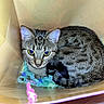 Tsuki is registered to the contest to win money with this photo: cat, tabby_cat, animal, pet, feline, box, cardboard, shredded_paper, colorful, indoor, sitting, curled_up, green_eyes, whiskers, ears, fur, striped_fur, portrait, closeup, cozy