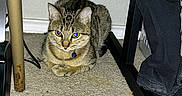 Tsuki joined the competition — help win amazing prizes! cat, tabby_cat, pet, animal, loaf_position, sitting, indoors, carpet, floor, desk, chair, furniture, cables, collar, blue_tag, striped_fur, green_eyes, flash_photography, home, cozy