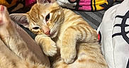 Copper joined the competition — help win amazing prizes! cat, kitten, orange_cat, tabby, sleepy, lying_down, relaxed, pet, feline, whiskers, ears, paws, fur, striped_fur, indoor, cozy, blanket, lap, portrait, close_up