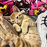 cat, kitten, orange_cat, tabby, sleepy, lying_down, relaxed, pet, feline, whiskers, ears, paws, fur, striped_fur, indoor, cozy, blanket, lap, portrait, close_up