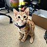 cat, kitten, orange_tabby, pet, animal, feline, sitting, collar, bell, blue_collar, wide_eyes, whiskers, ears, striped_fur, carpet, indoor, home, cardboard_box, office_chair, portrait