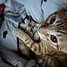 cat, orange_tabby, pet, feline, animal, whiskers, green_eyes, pink_nose, striped_fur, paws, lying_down, relaxed, bed, blanket, bedroom, indoor, closeup, portrait, cozy, sleepy
