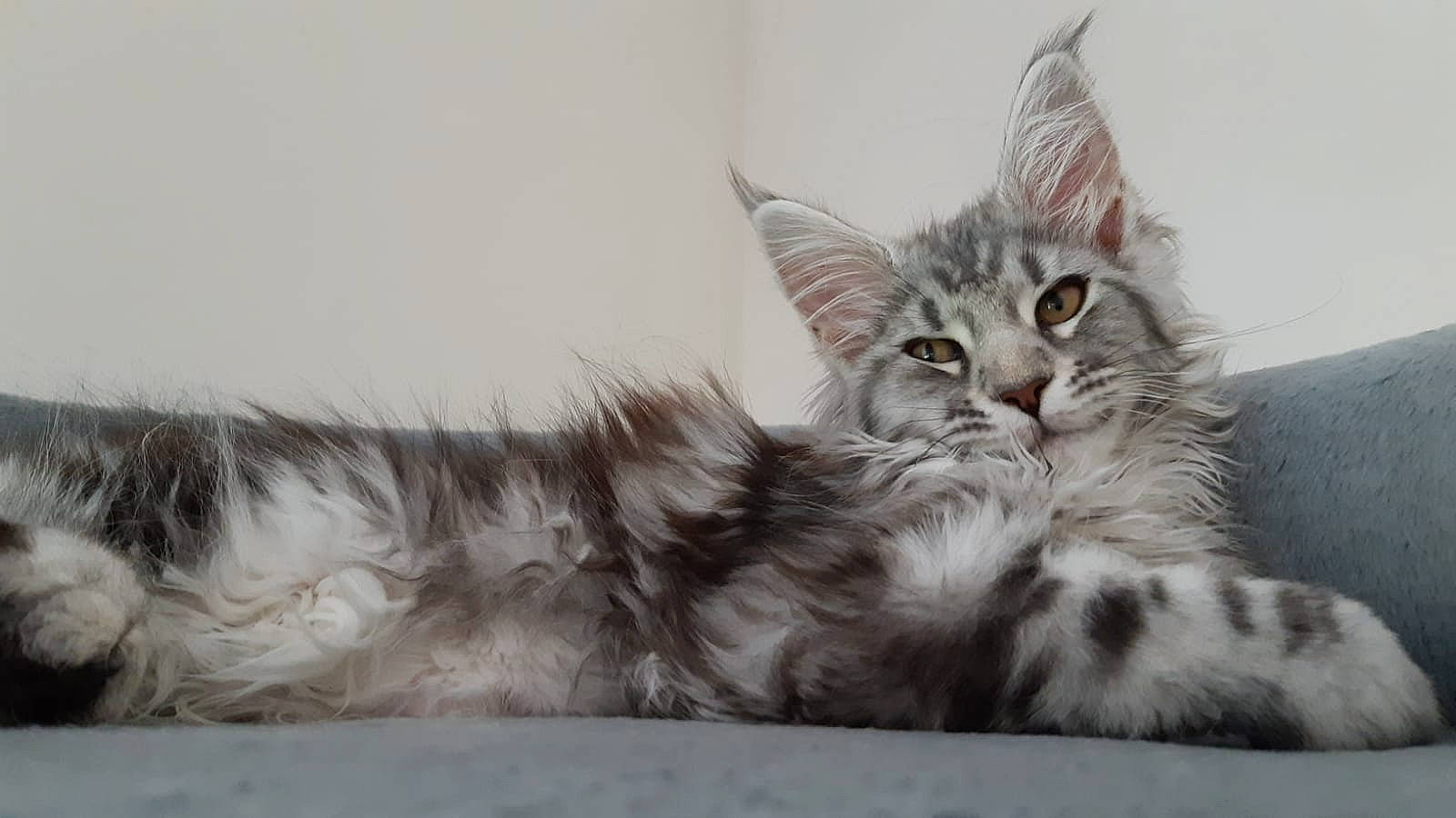 Stella participe au concours pour gagner de l'argent avec cette photo : bed, carnivore, cat, claw, comfort, domestic_short_haired_cat, felidae, fur, grey, maine_coon, monochrome_photography, paw, small_to_medium_sized_cats, snout, tail, whiskers