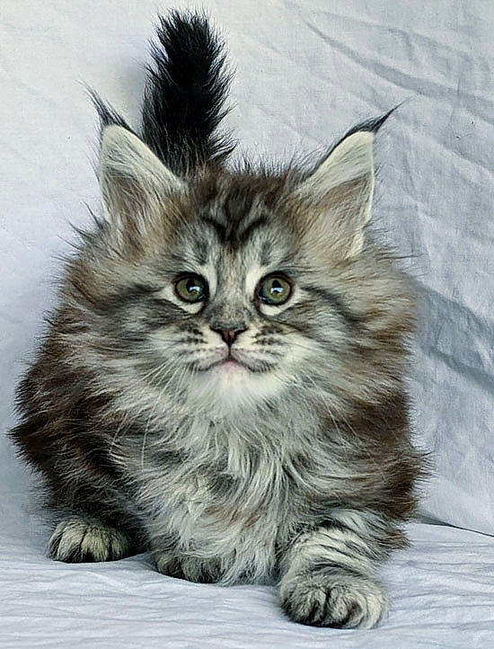 Stella participe au concours pour gagner de l'argent avec cette photo : carnivore, cat, domestic_short_haired_cat, drawing, felidae, fur, grey, illustration, maine_coon, paw, small_to_medium_sized_cats, snout, terrestrial_animal, whiskers