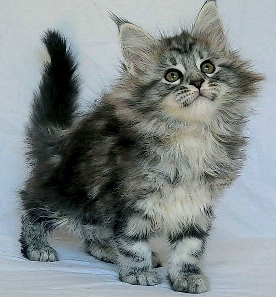 Stella a rejoint le concours — aidez-le/la à gagner de superbes lots ! art, british_longhair, carnivore, cat, claw, domestic_short_haired_cat, felidae, fur, grass, maine_coon, paw, sitting, small_to_medium_sized_cats, snout, tail, terrestrial_animal, whiskers