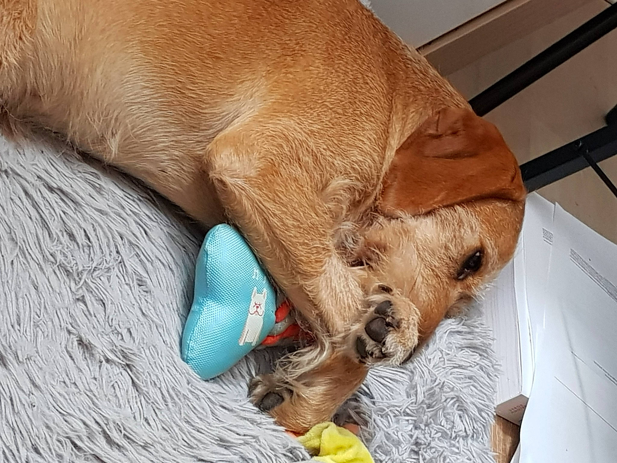 Maxou a rejoint le concours — aidez-le/la à gagner de superbes lots ! canidae, carnivore, comfort, companion_dog, dog, dog_breed, dog_supply, electric_blue, fawn, fur, liver, livestock, pet_supply, snout, sporting_group, tail, terrestrial_animal, whiskers, working_animal, wrinkle