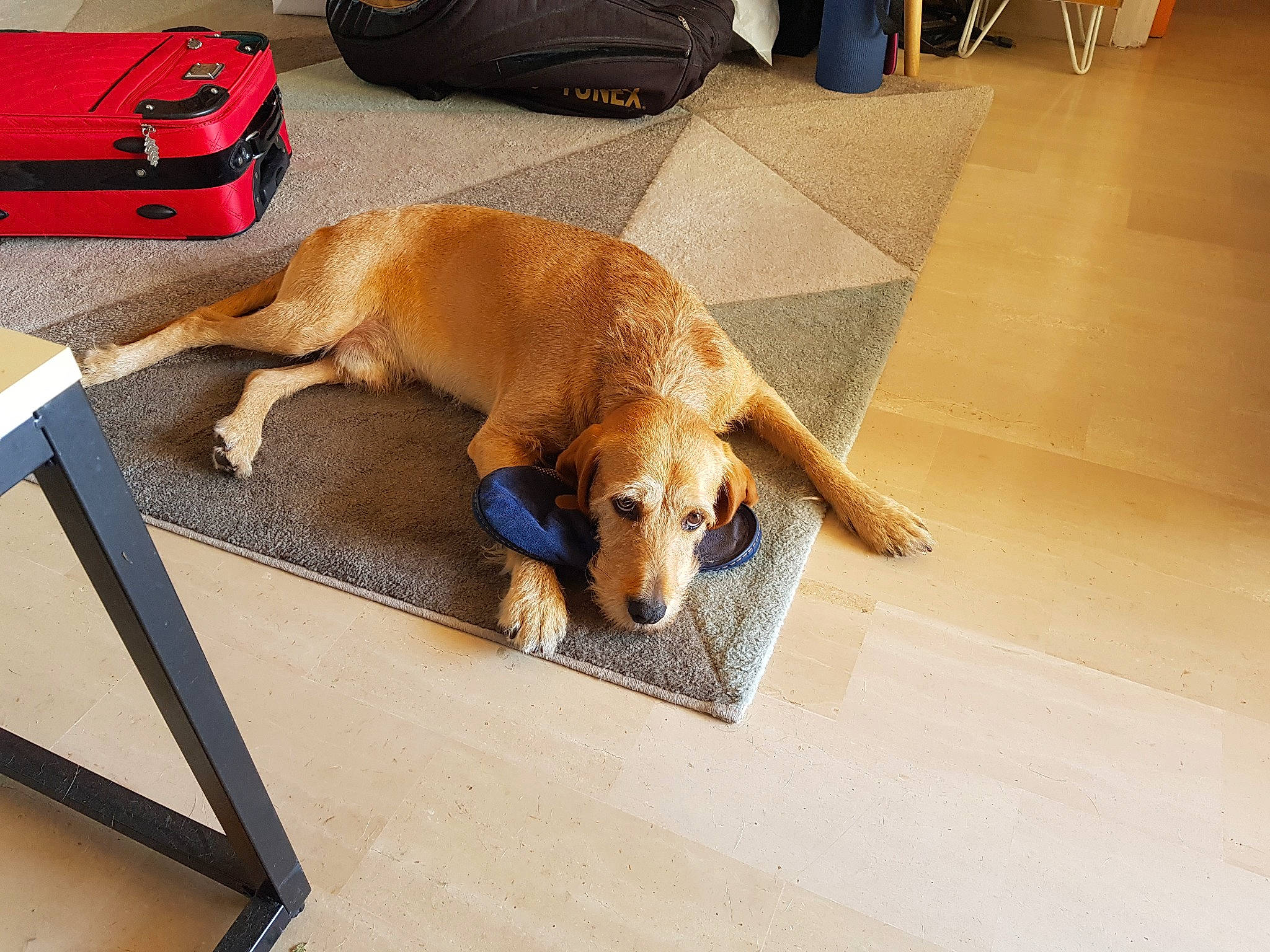 Maxou participe au concours pour gagner de l'argent avec cette photo : backpack, bag, baggage, carnivore, comfort, companion_dog, dog, dog_breed, dog_supply, fawn, floor, flooring, hardwood, luggage_and_bags, paw, pet_supply, snout, tail, wood, working_animal