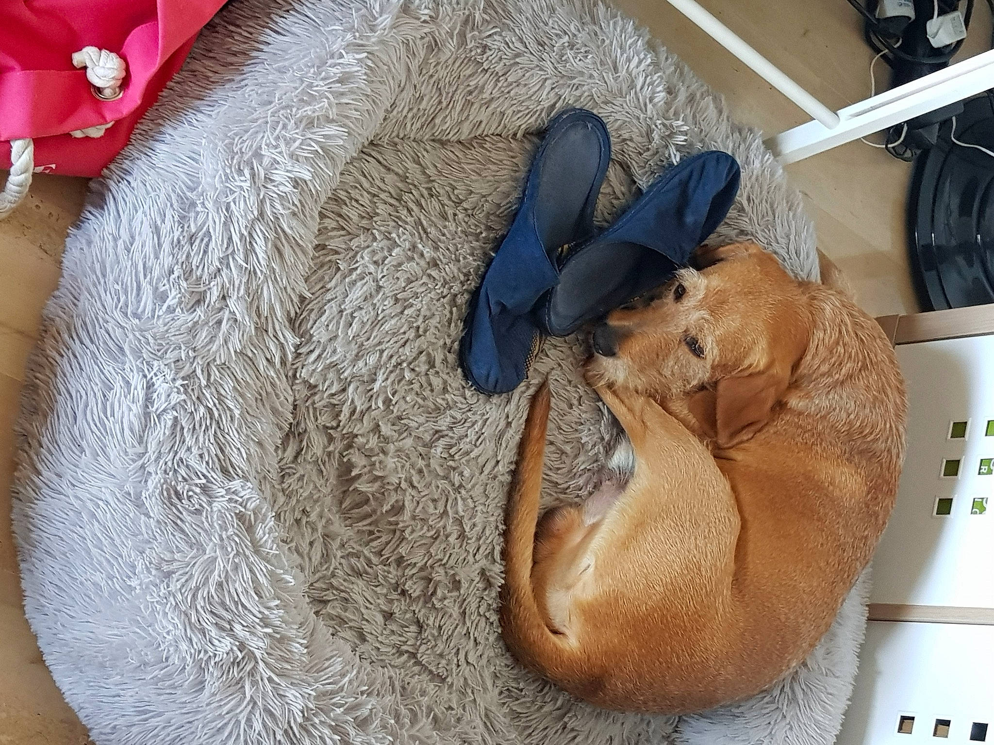 Maxou participe au concours pour gagner de l'argent avec cette photo : bracelet, comfort, fashion_accessory, fawn, flooring, fur, hat, jewellery, nail, plush, snout, stuffed_toy, sun_hat, terrestrial_animal, thread, toy, whiskers, wool, working_animal, wrist