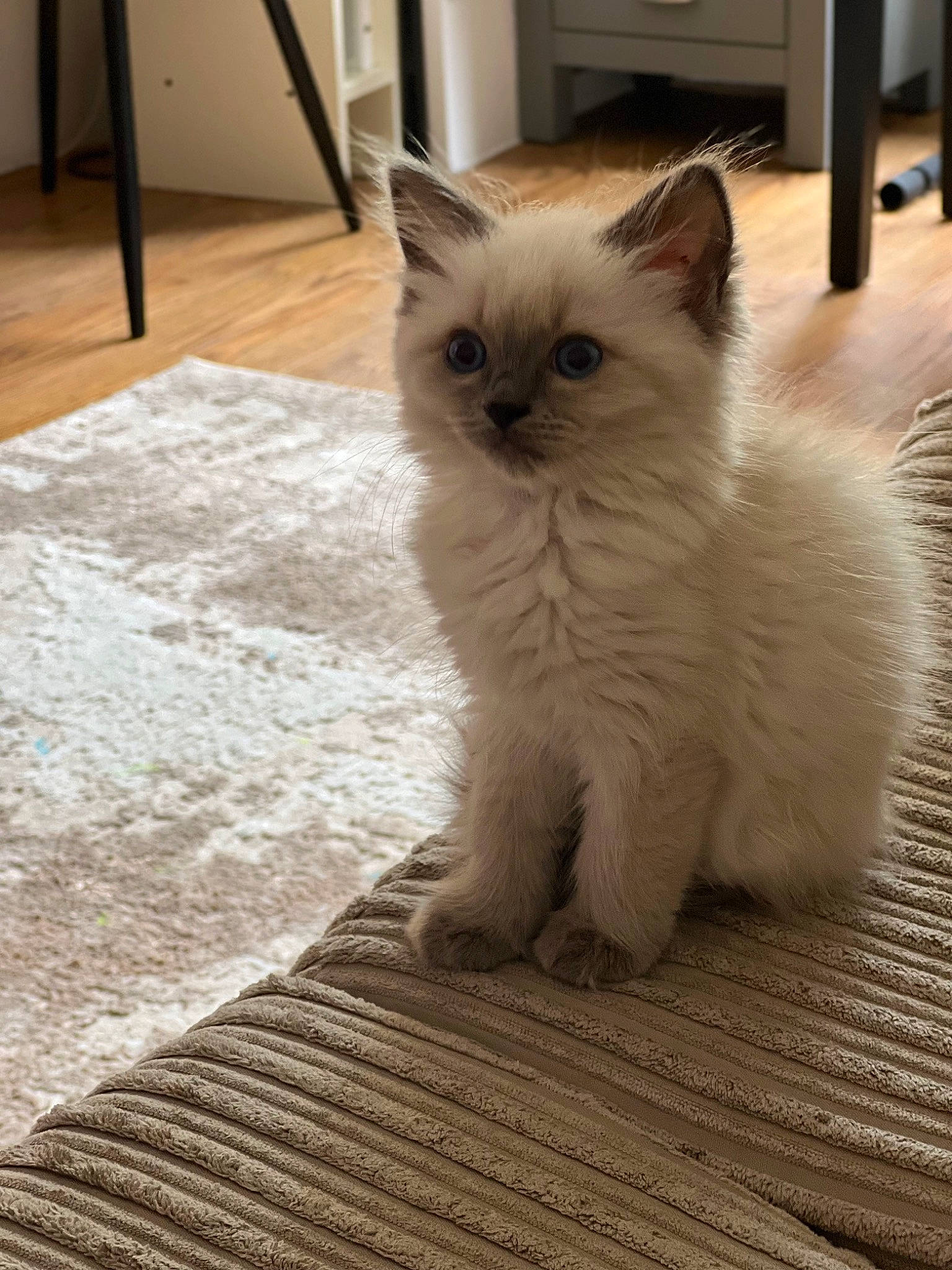 Peppa is registered to the contest to win money with this photo: carnivore, cat, claw, domestic_short_haired_cat, door, fawn, felidae, floor, flooring, fur, hardwood, paw, sitting, small_to_medium_sized_cats, snout, tail, terrestrial_animal, whiskers, wood, wood_flooring