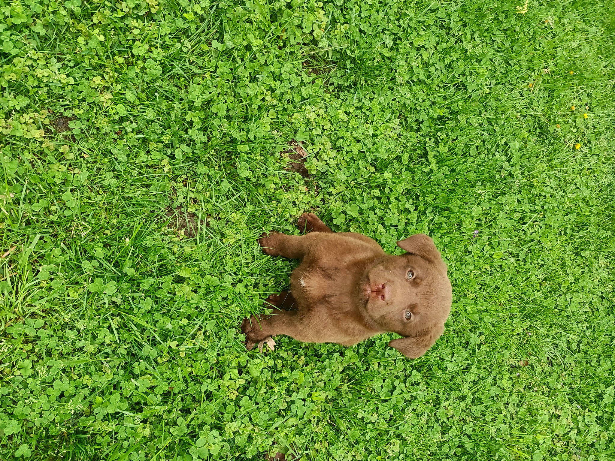 Otis is registered to the contest to win money with this photo: canidae, fawn, flooring, grass, grass_family, grassland, green, groundcover, lawn, meadow, natural_landscape, pasture, people_in_nature, plant, prairie, shrub, snout, soil, sporting_group, terrestrial_animal