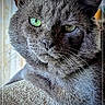 cat, gray_cat, green_eyes, feline, pet, animal, portrait, close_up, whiskers, ears, fur, short_hair, serious_expression, indoor, cat_tree, textured_surface, curtains, sitting, face, photography